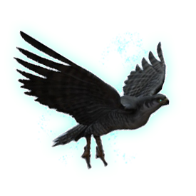 Hunting Hawk